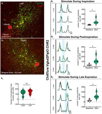 Postinspiratory and preBötzinger complexes contribute to respiratory-sympathetic coupling in mice before and after chronic intermittent hypoxia